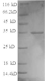 Yeast cry1Fb protein