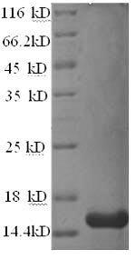 Rat Pip protein