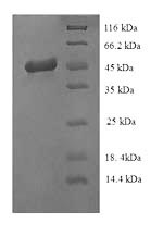 Viral VP6 protein