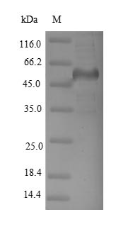 Human DPYSL2 protein