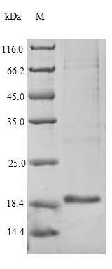 Yeast NPC2 protein