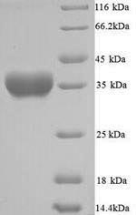 Yeast hly protein