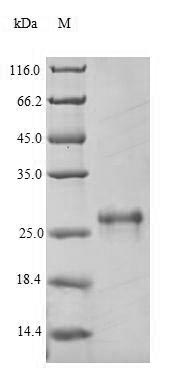 Mouse Cd163 protein