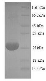 Bovine ADIPOQ protein