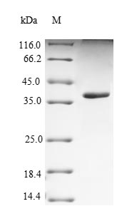 Yeast PVRL4 protein