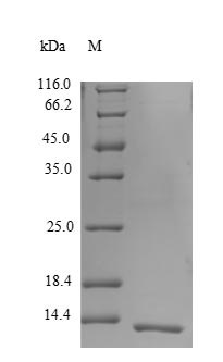 Human DEFB124 protein