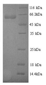 Human PGLYRP2 protein