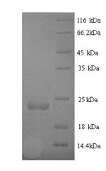Yeast sspB protein