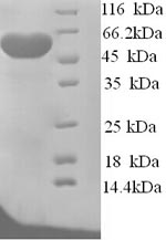 Yeast At2g24580 protein