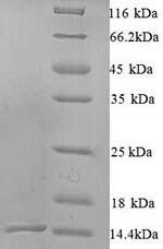 Yeast N14#1 protein