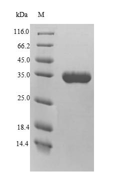 Yeast WRKY40 protein