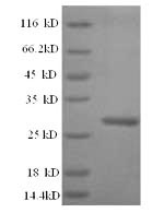 Yeast WRKY2 protein