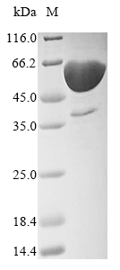 Human DLL3 protein