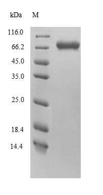 Mouse Fam111a protein