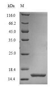 Yeast pburs protein