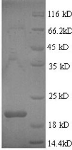 Yeast burs protein