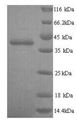 Human TLN2 protein