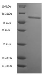 E.coli FIBP protein
