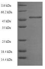 Human GGPS1 protein