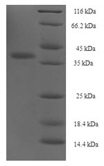 Human CD41 protein