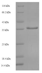 Human TBPL1 protein