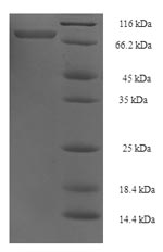 Human TRAF5 protein