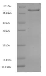 Human ZNF165 protein