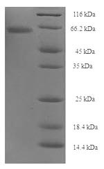 E.coli botA protein