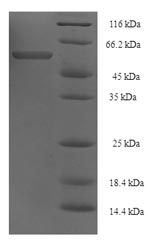 E.coli Polygalacturonase protein