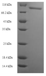 E. coli nrdA protein