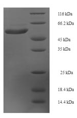 Human IL22RA1 protein