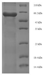 E.coli Pectate lyase 1 protein