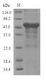 Mouse Agxt protein
