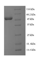 Human ATG3 protein