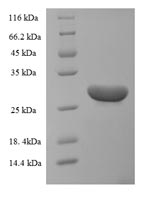 Human BDNF protein