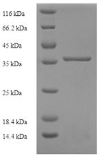 Human C8G protein