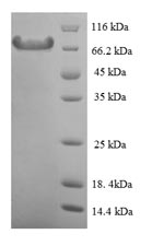 Mouse Capn1 protein