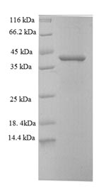 Human CDK2AP1 protein