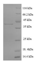 Mouse Cathepsin G protein