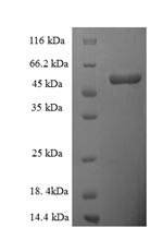 Human DAO protein