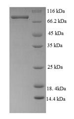 Human DSG3 protein