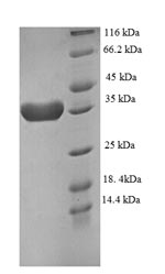 Human 4E-BP2 protein