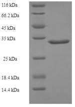 Human GADD45G protein