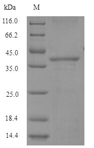 Human GSTA4 protein