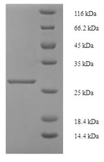 Human INHBA protein