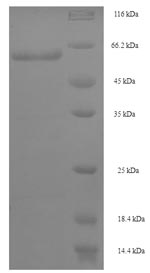 Mouse Irf8 protein