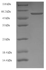 Rat LHCGR protein