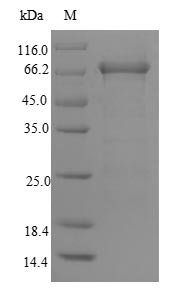 Human MSH6 protein