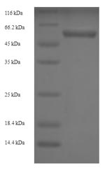 Human P4hb protein