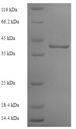 Human POP4 protein
